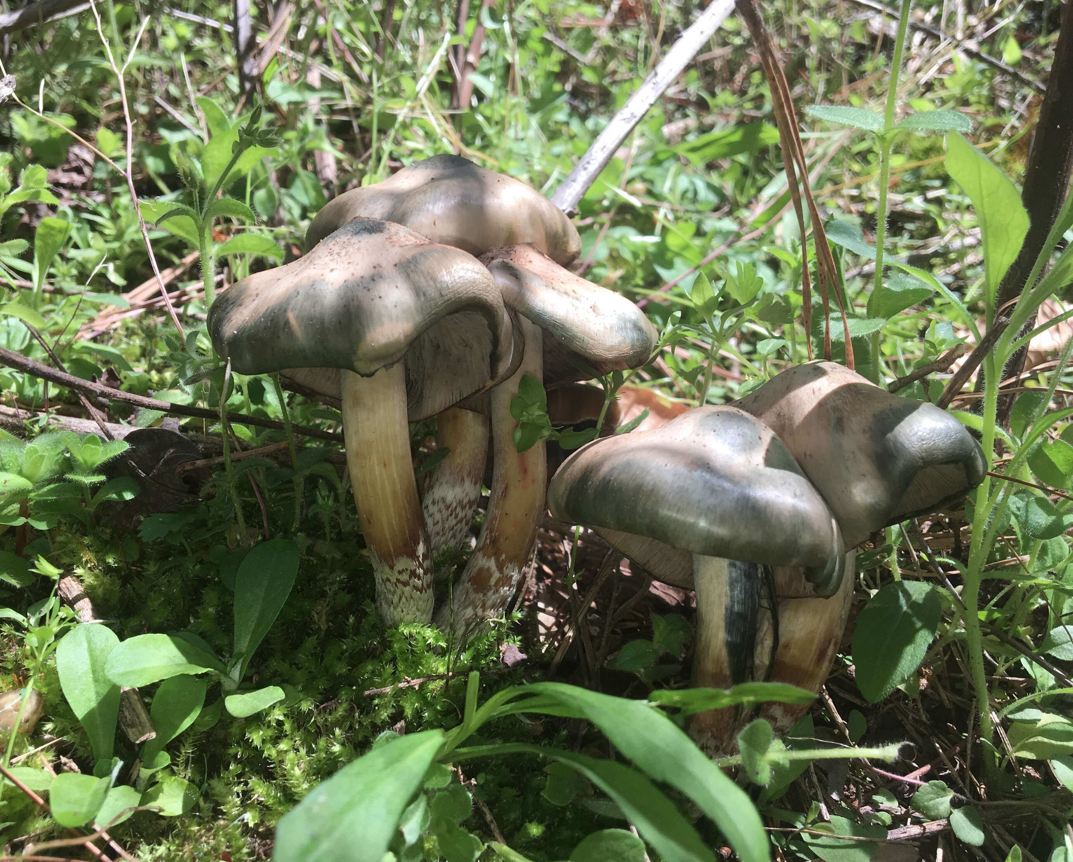 Psilocybe caerulescens
